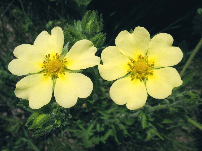 Egyenes pimpó - Potentilla recta, Potentilla recta, etnobotanika